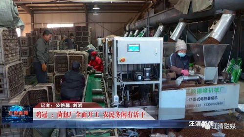 雞冠菌包廠全面開工，網絡工程賦能，農民冬閑有活干